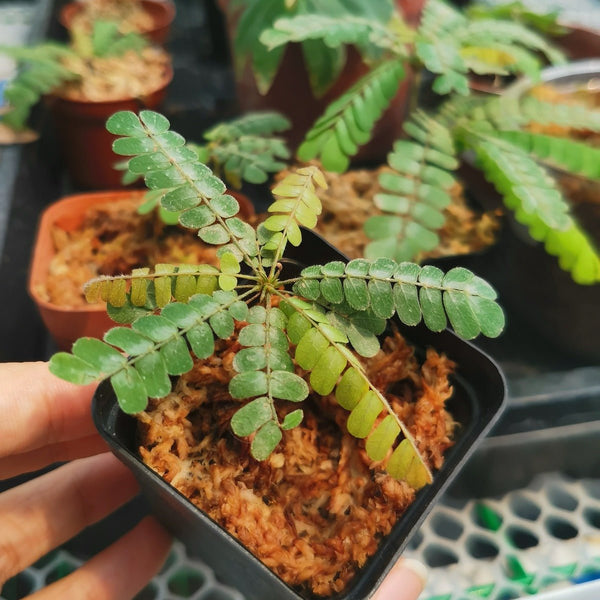 感應草 Biophytum sensitivum - 森流 GreenFlow - 動植物造景專門店