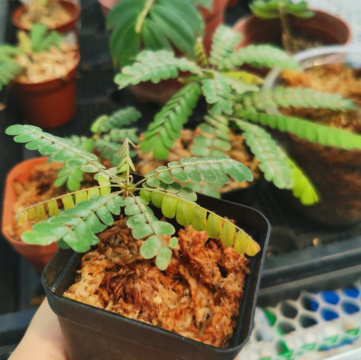 感應草 Biophytum sensitivum - 森流 GreenFlow - 動植物造景專門店