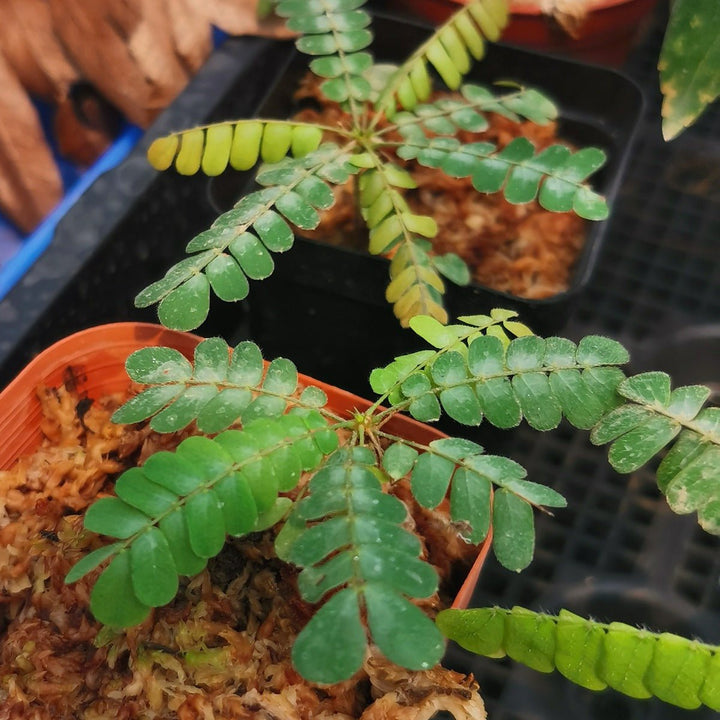 感應草 Biophytum sensitivum - 森流 GreenFlow - 動植物造景專門店