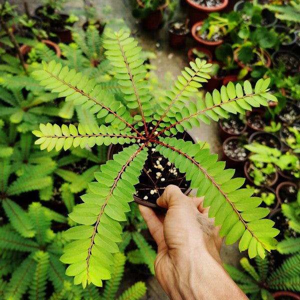 感應草 Biophytum sp. - 森流 GreenFlow - 動植物造景專門店