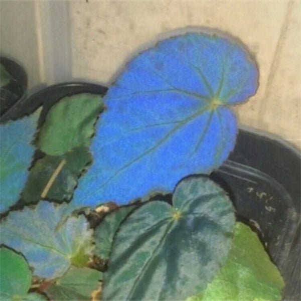 孔雀秋海棠. Blue Begonia ( Begonia pavonina ) - 森流 GreenFlow - 動植物造景專門店