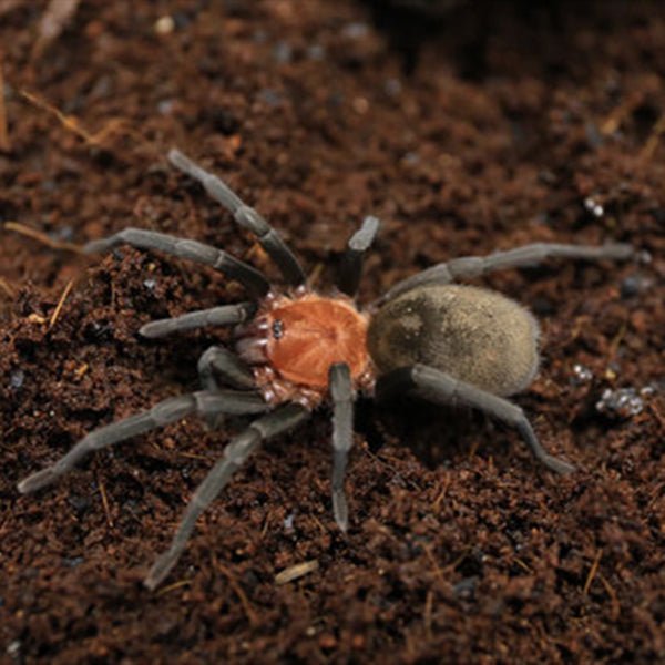 巴西血背黑絲絨 Brazilian Redhead Tarantula (Bumba cabocla) - 森流 GreenFlow - 動植物造景專門店