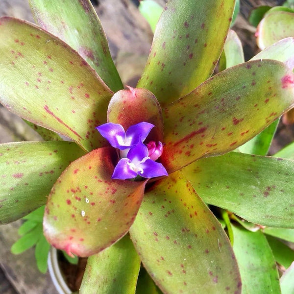 五彩鳳梨屬 Bromeliad ( Neoregelia ' Chiquita Linda ' ) - 森流 GreenFlow - 動植物造景專門店