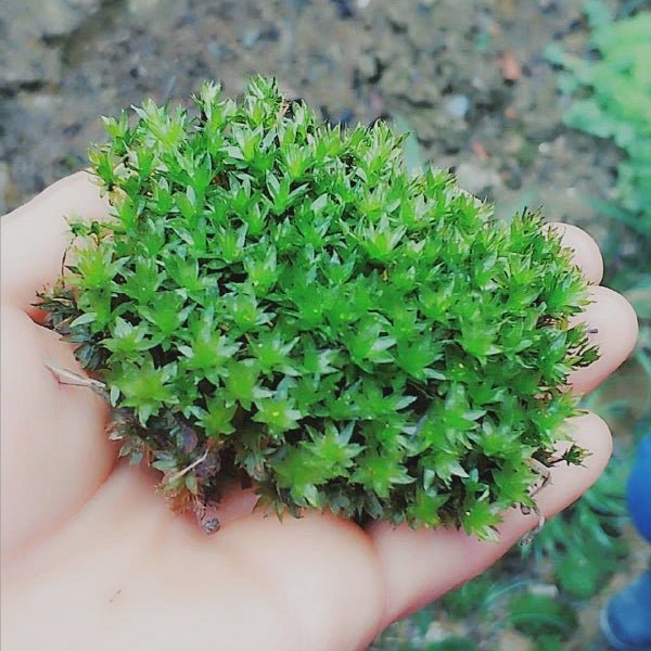 大真蘚 Bryum billardieri - 森流 GreenFlow - 動植物造景專門店