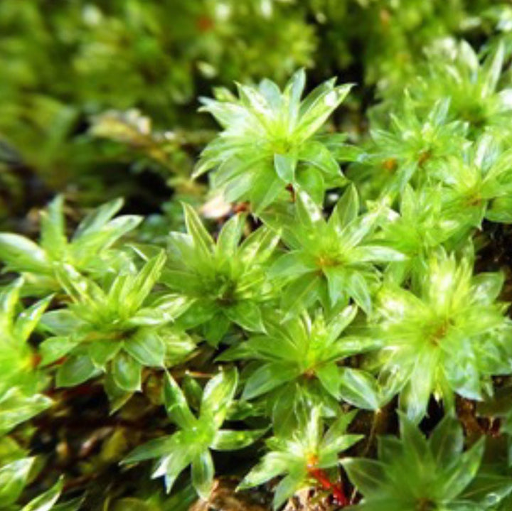 大真蘚 Bryum billardieri - 森流 GreenFlow - 動植物造景專門店