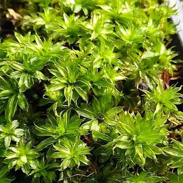 大真蘚 Bryum billardieri - 森流 GreenFlow - 動植物造景專門店