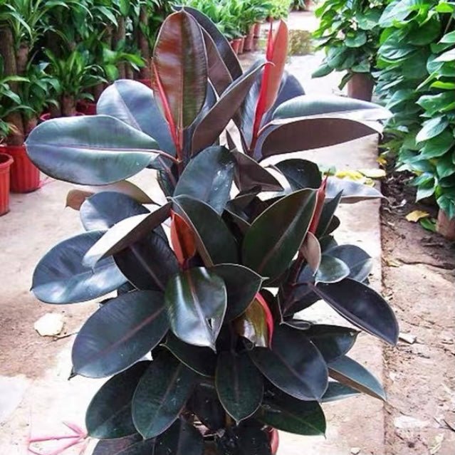 印度榕 Burgandy (Ficus elastica) - 森流 GreenFlow - 動植物造景專門店