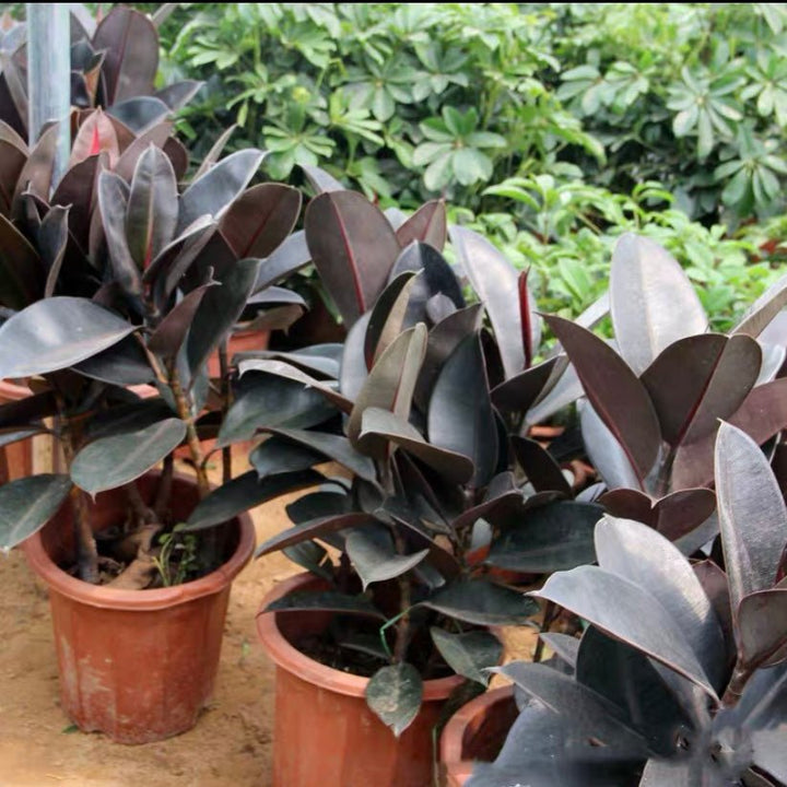 印度榕 Burgandy (Ficus elastica) - 森流 GreenFlow - 動植物造景專門店