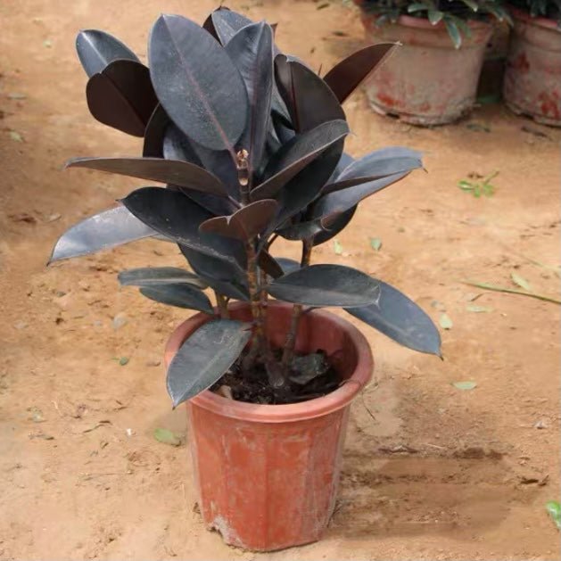 印度榕 Burgandy (Ficus elastica) - 森流 GreenFlow - 動植物造景專門店