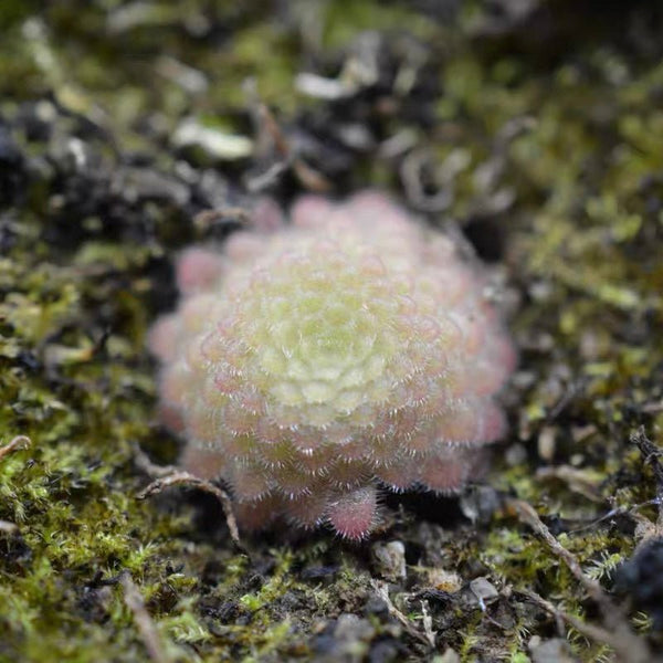 捕蟲堇屬 Butterwort Pinguicula zecherix x gypsicola - 森流 GreenFlow - 動植物造景專門店