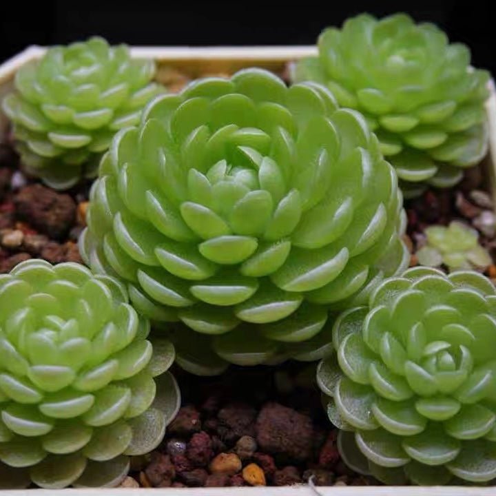 愛絲捕蟲堇 Butterworts (Pinguicula esseriana) - 森流 GreenFlow - 動植物造景專門店