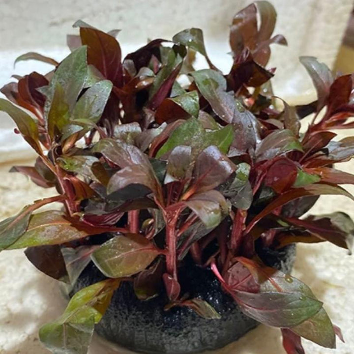 大红叶坨草 Ludwigia perennis - 森流 GreenFlow - 動植物造景專門店