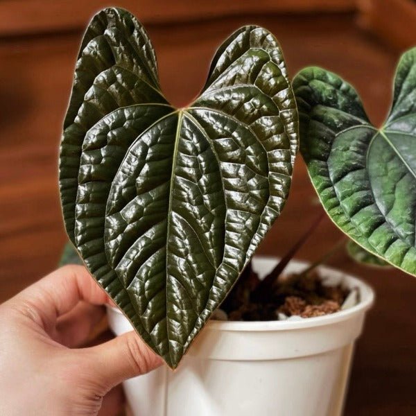 奢華花燭（ Anthurium luxurians ） - 森流 GreenFlow - 動植物造景專門店