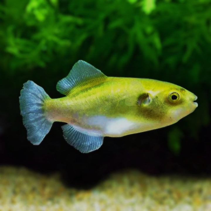 秀美金球魨 淡水河豚 Golden  Puffer ( Auriglobus modestus )