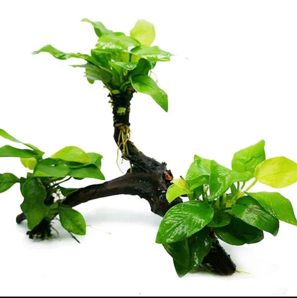 黃金水榕 陰性水草 無需CO2 Small Anubias Nana Golden with driftwood