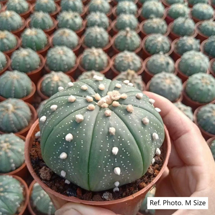 星兜（Astrophytum asterias）