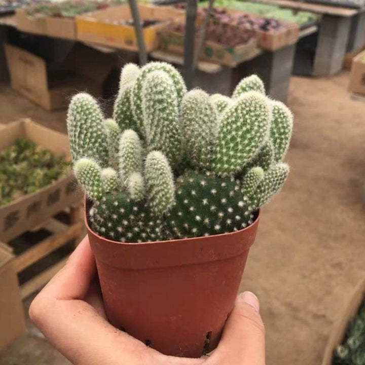 白毛掌（Opuntia leucotricha）