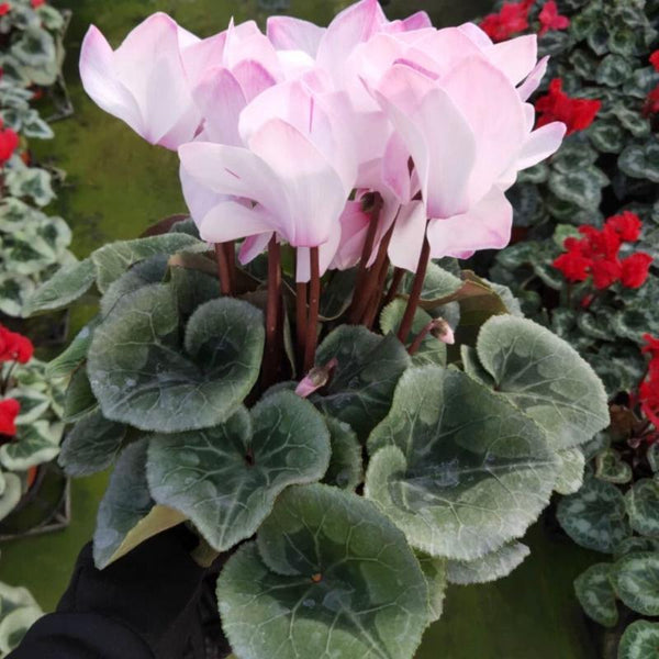 白變色仙客來（Cyclamen persicum Mill.）