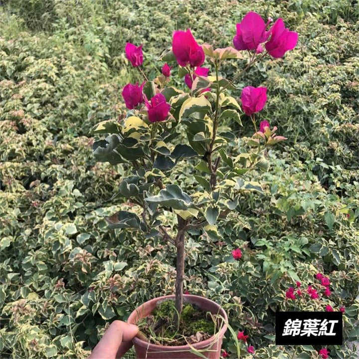 三角梅（Bougainvillea spectabilis Willd） - 森流 GreenFlow - 動植物造景專門店