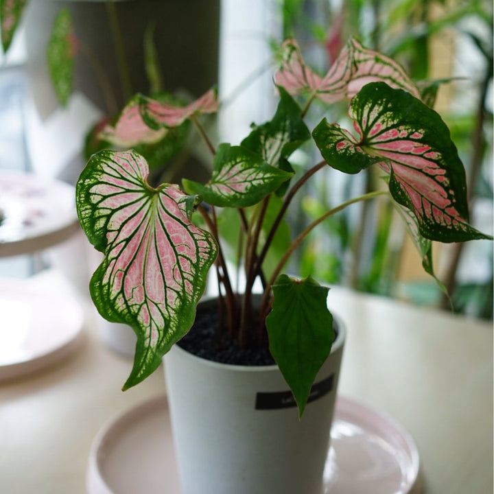 彩葉芋 Caladium ' Pink Symphony ' ( Caladium bicolor ) - 森流 GreenFlow - 動植物造景專門店