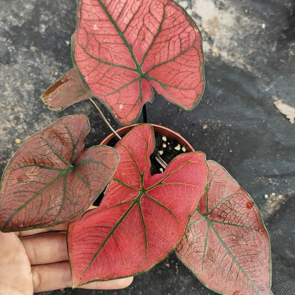 彩葉芋 Caladium 'Festivia' - 森流 GreenFlow - 動植物造景專門店