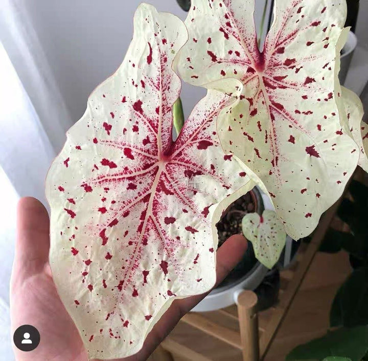 嬌點彩葉芋 Angel wing (Caladium 'Miss Muffet') - 森流 GreenFlow - 動植物造景專門店