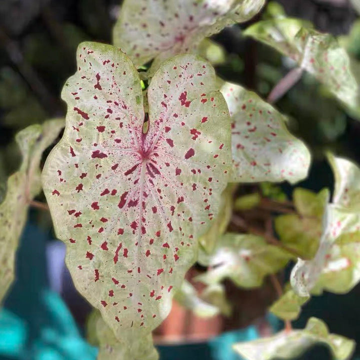 嬌點彩葉芋 Angel wing (Caladium 'Miss Muffet') - 森流 GreenFlow - 動植物造景專門店