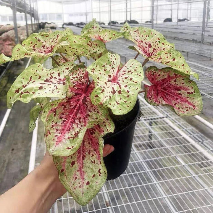 嬌點彩葉芋 Angel wing (Caladium 'Miss Muffet') - 森流 GreenFlow - 動植物造景專門店