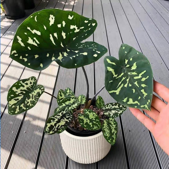 希洛美人迷彩葉芋 Caladium praetermissum' Hilo beauty ' - 森流 GreenFlow - 動植物造景專門店