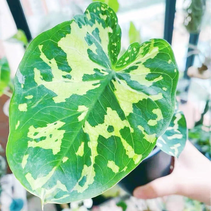 希洛美人迷彩葉芋 Caladium praetermissum' Hilo beauty ' - 森流 GreenFlow - 動植物造景專門店