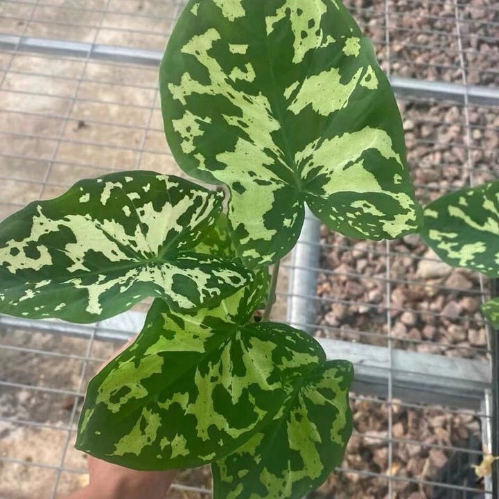 希洛美人迷彩葉芋 Caladium praetermissum' Hilo beauty ' - 森流 GreenFlow - 動植物造景專門店