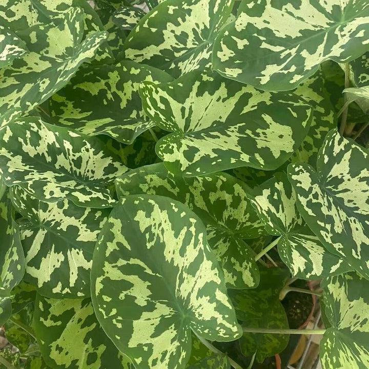 希洛美人迷彩葉芋 Caladium praetermissum' Hilo beauty ' - 森流 GreenFlow - 動植物造景專門店