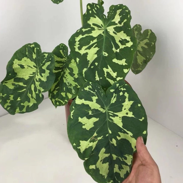 希洛美人迷彩葉芋 Caladium praetermissum' Hilo beauty ' - 森流 GreenFlow - 動植物造景專門店