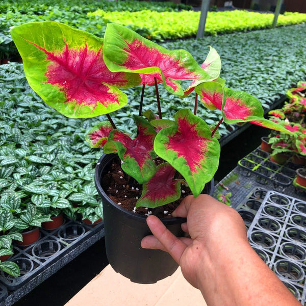 彩葉芋 Caladium ‘ Red Glamour ’ - 森流 GreenFlow - 動植物造景專門店