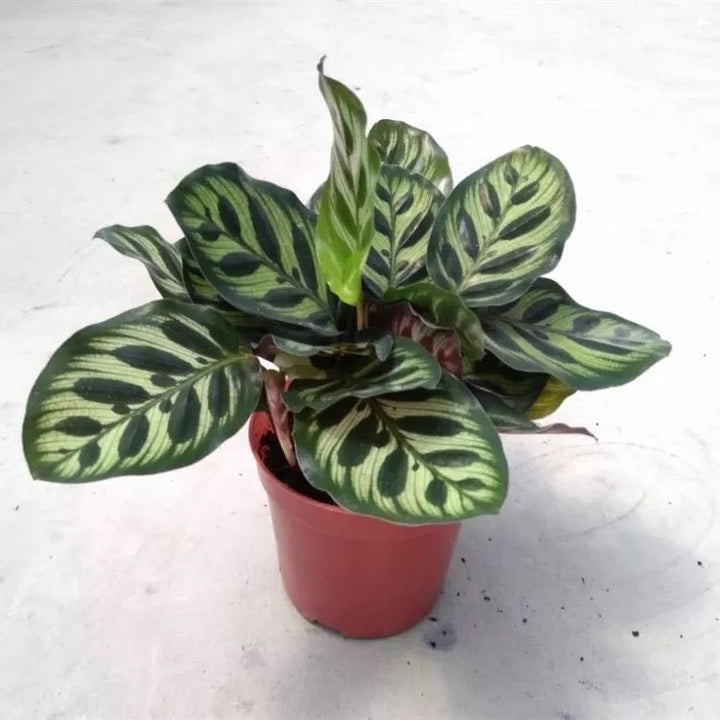 孔雀竹芋 Calathea makoyana - 森流 GreenFlow - 動植物造景專門店