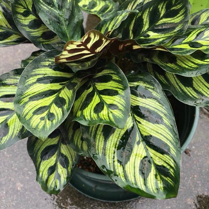 孔雀竹芋 Calathea makoyana - 森流 GreenFlow - 動植物造景專門店