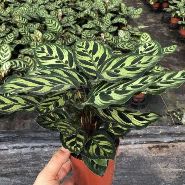 孔雀竹芋 Calathea makoyana - 森流 GreenFlow - 動植物造景專門店