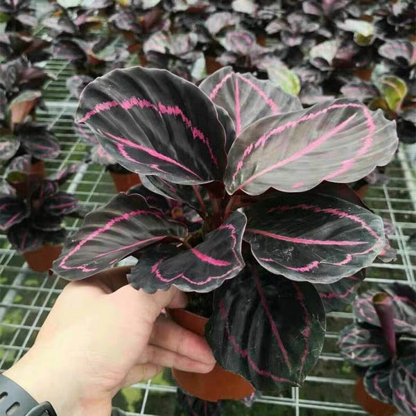 彩虹竹芋 Calathea roseopicta ' Dottie ' - 森流 GreenFlow - 動植物造景專門店