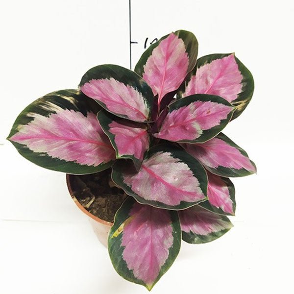 彩虹竹芋 Calathea ' Rosy ' ( Calathea roseopicta ) - 森流 GreenFlow - 動植物造景專門店