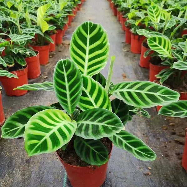 斑葉竹芋 Calathea zebrina - 森流 GreenFlow - 動植物造景專門店