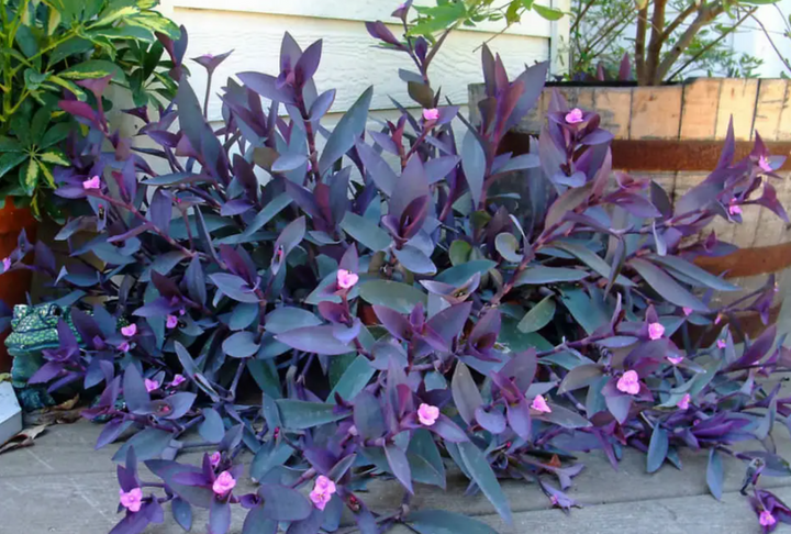 紫竹梅（Tradescantia pallida (Rose) D. R. Hunt）