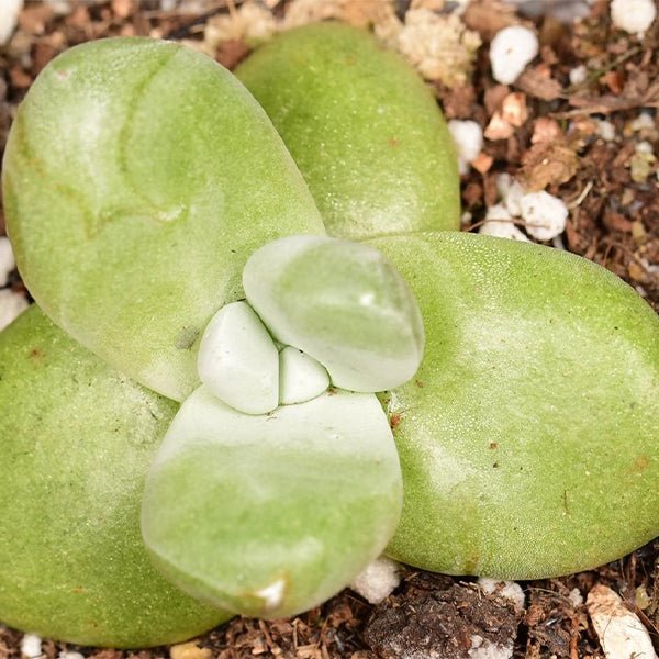 拇指仙女杯 Cedros Island Liveforever(Dudleya pachyphytum) - 森流 GreenFlow - 動植物造景專門店