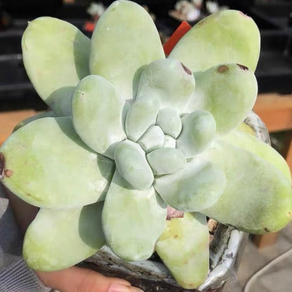 拇指仙女杯 Cedros Island Liveforever(Dudleya pachyphytum) - 森流 GreenFlow - 動植物造景專門店