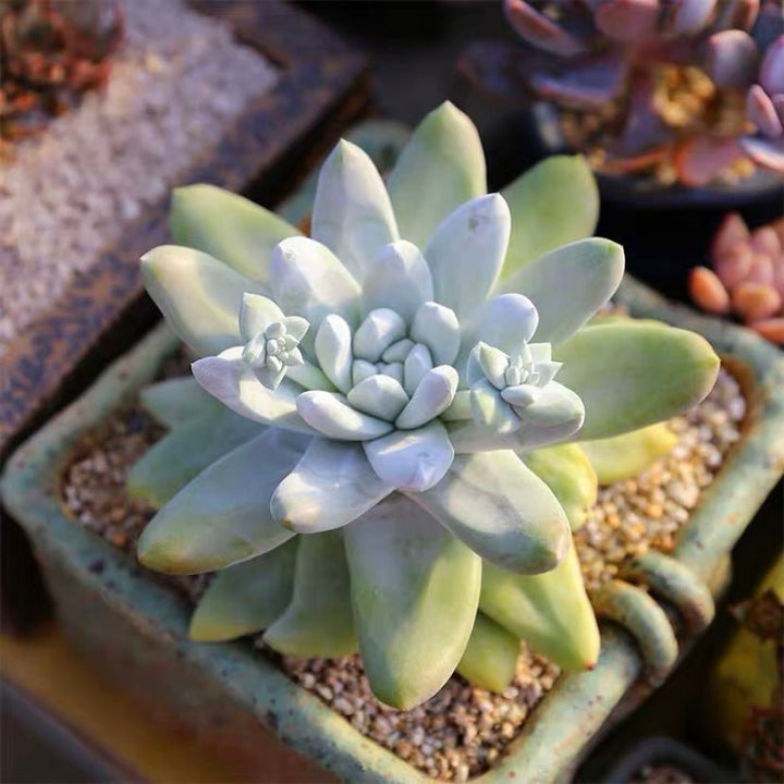 拇指仙女杯 Cedros Island Liveforever(Dudleya pachyphytum) - 森流 GreenFlow - 動植物造景專門店