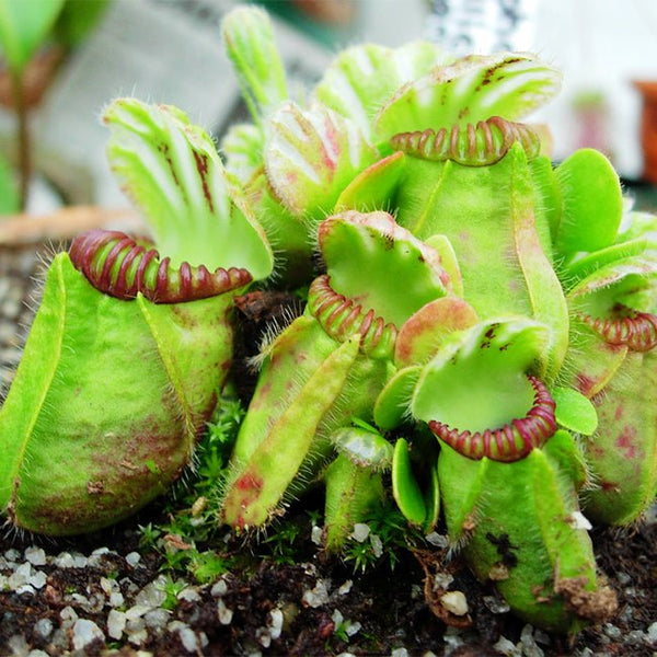 土瓶草 Cephalotus follicularis - 森流 GreenFlow - 動植物造景專門店