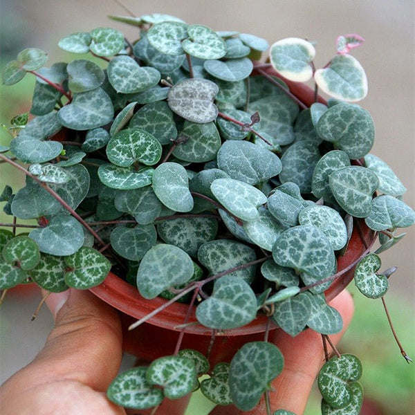 愛之蔓 Chain of Hearts ( Ceropegia woodii ) - 森流 GreenFlow - 動植物造景專門店