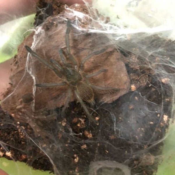 敬釗纓毛蛛 Chinese Fawn Tarantula (Chilobrachys guangxiensis) - 森流 GreenFlow - 動植物造景專門店