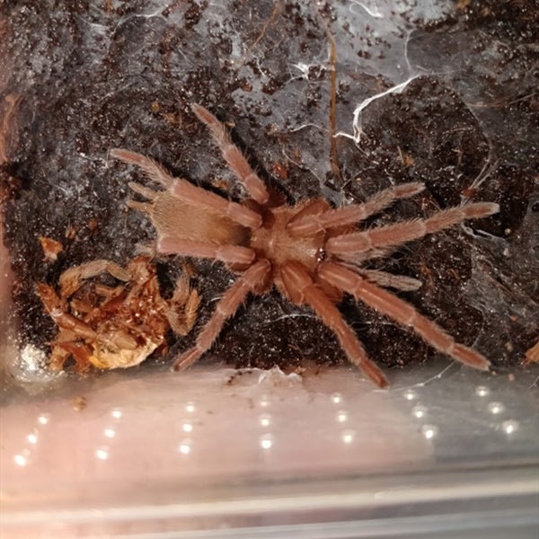 敬釗纓毛蛛 Chinese Fawn Tarantula (Chilobrachys guangxiensis) - 森流 GreenFlow - 動植物造景專門店