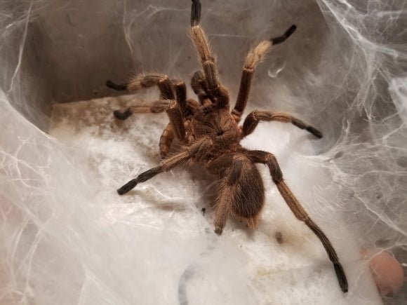 敬釗纓毛蛛 Chinese Fawn Tarantula (Chilobrachys guangxiensis) - 森流 GreenFlow - 動植物造景專門店