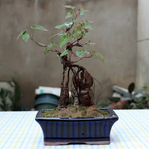 何首烏 Chinese knotweed mini bonsai ( Fallopia multiflora ) - 森流 GreenFlow - 動植物造景專門店